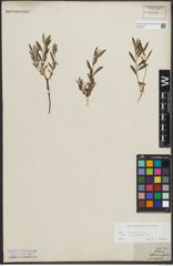 Foto von Salix repens subsp. incubacea (L.) A. Neumann